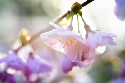 紫花特写摄影